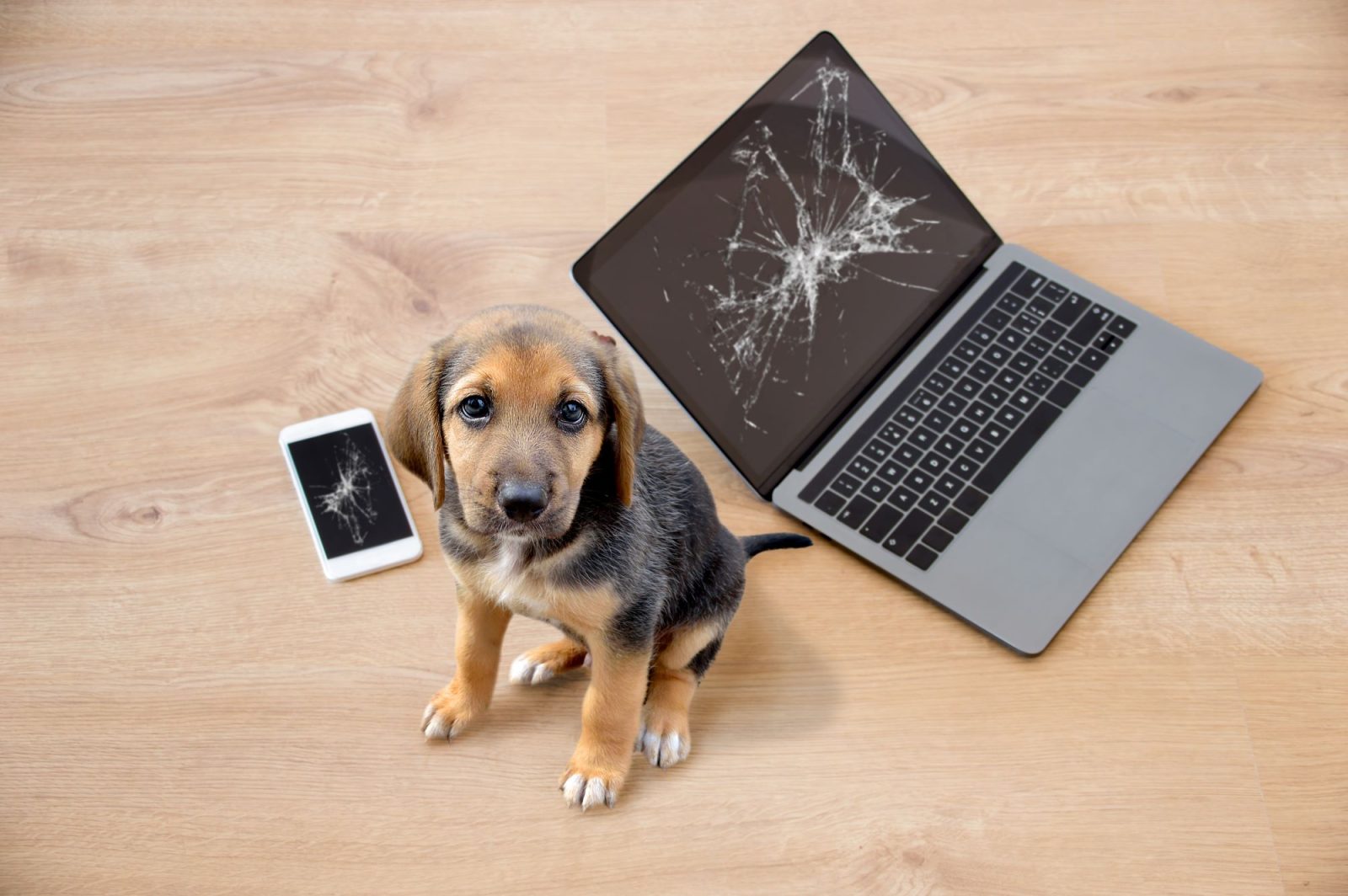 Hund frisst Speicherkarte Datenrettung